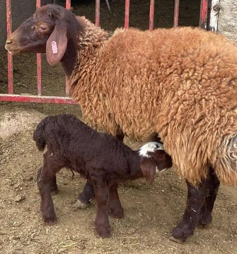 مشارکت|فعالیت داوطلبانه|دهدشت, |دیوار