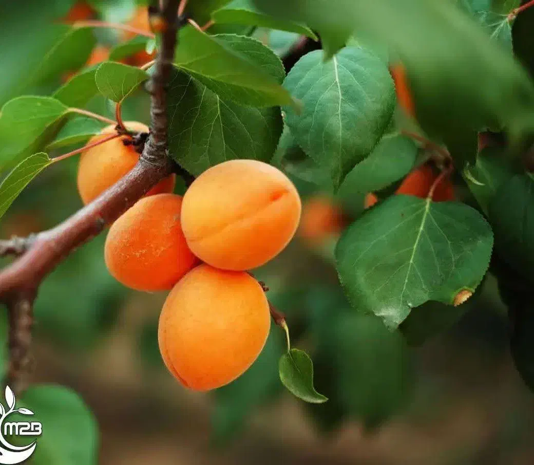 آغاز پیش‌فروش نهال زردآلو شکرپاره لیبل دار|خدمات باغبانی و درختکاری|بانه, |دیوار