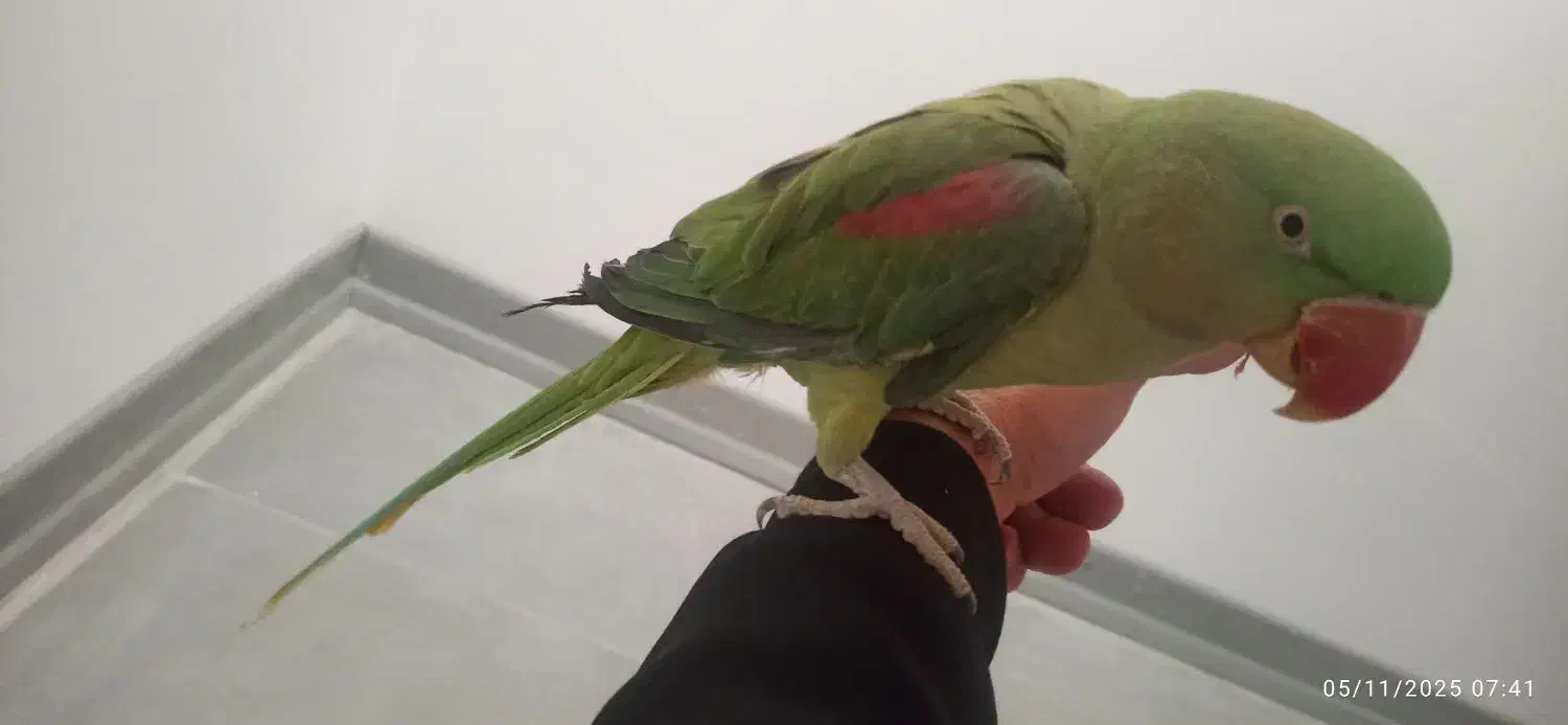 شاه طوطی سوپر رام ( فروش فوری )|پرنده|بوئین و میاندشت, |دیوار