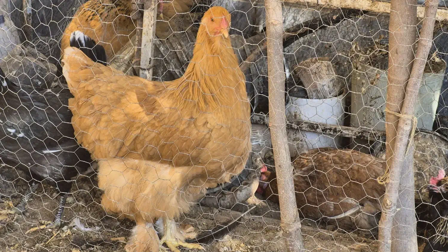 فروش تخم مرغ پریما و گلین|خوردنی و آشامیدنی|دزفول, |دیوار