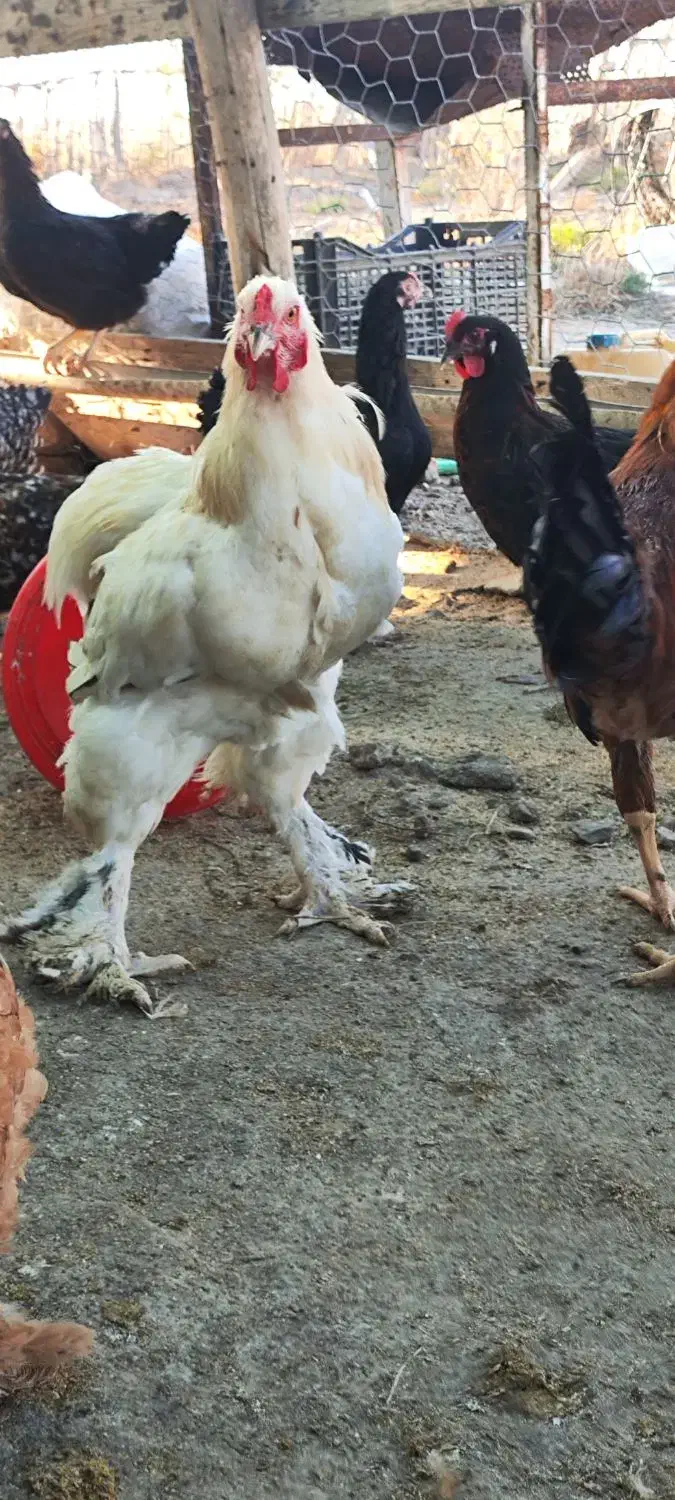 مرغ و خروس برهما سلطان لهستانی|حیوانات مزرعه|گمیشان, |دیوار