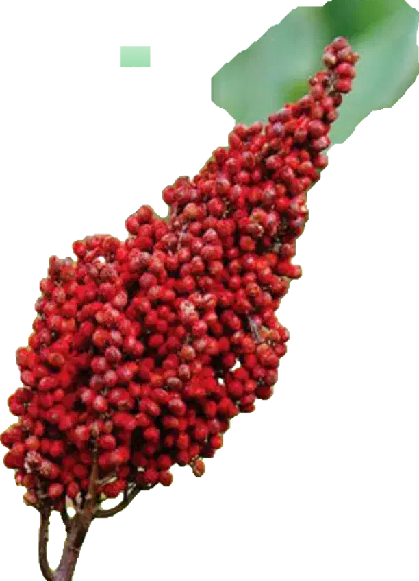 فروش نهال سماق|خدمات باغبانی و درختکاری|سنندج, |دیوار