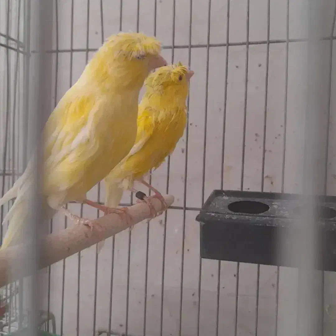 جفت قناری کاکلی زرد|پرنده|فولادشهر, باغشاد|دیوار