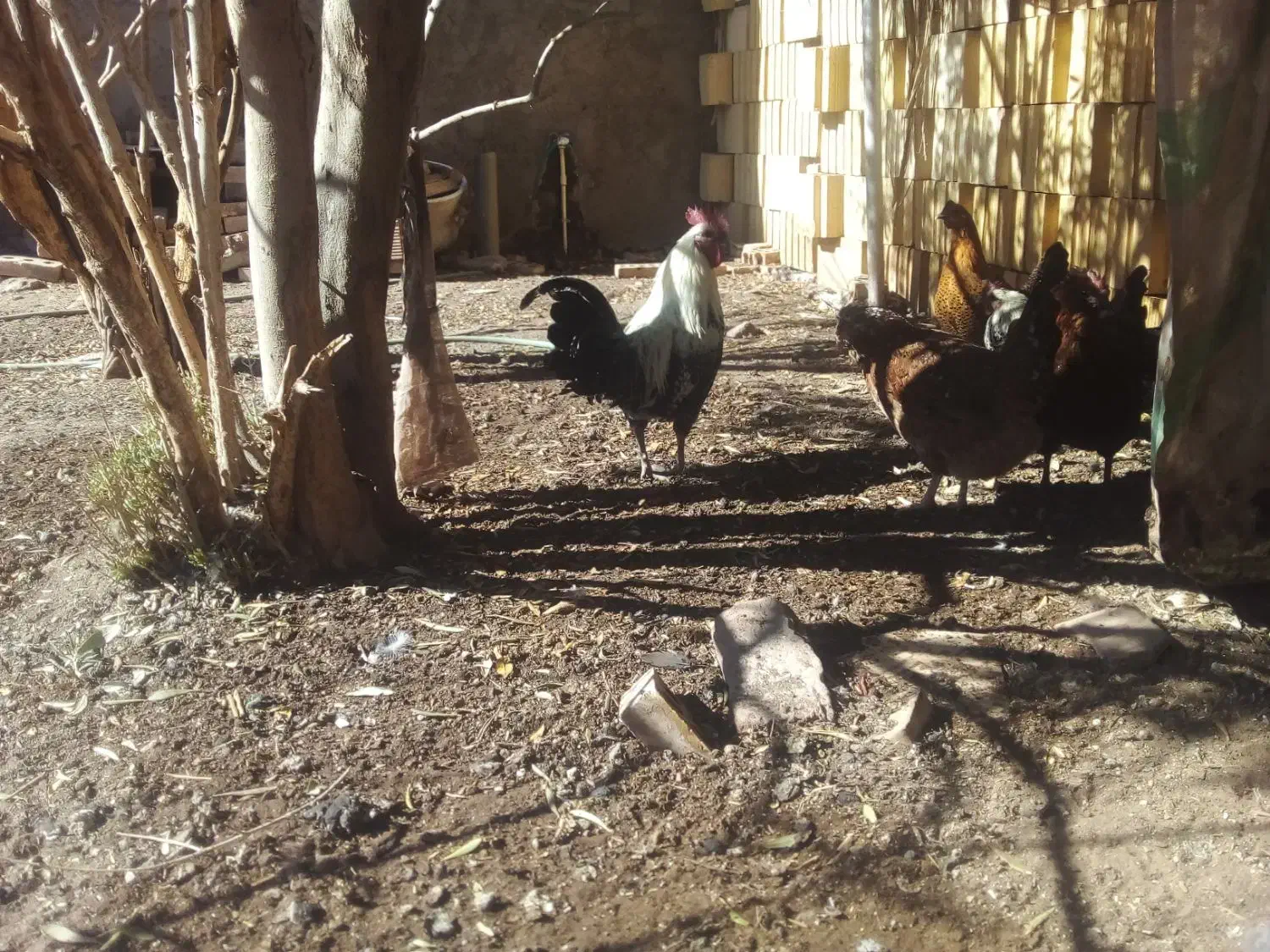 مرغ گلین نیمچه و لاری گلین|حیوانات مزرعه|رفسنجان, |دیوار