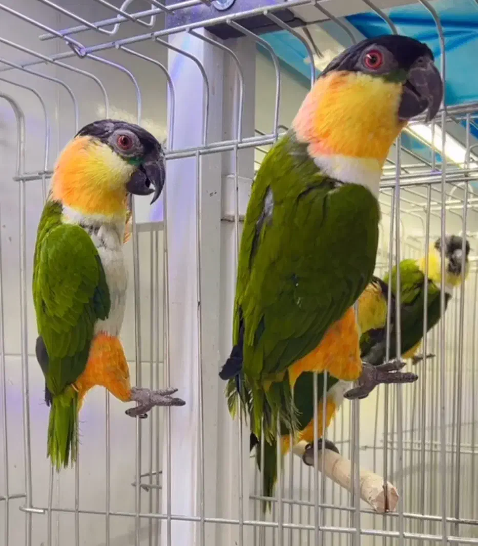 طوطی کایک|پرنده|شیراز, لب آب|دیوار