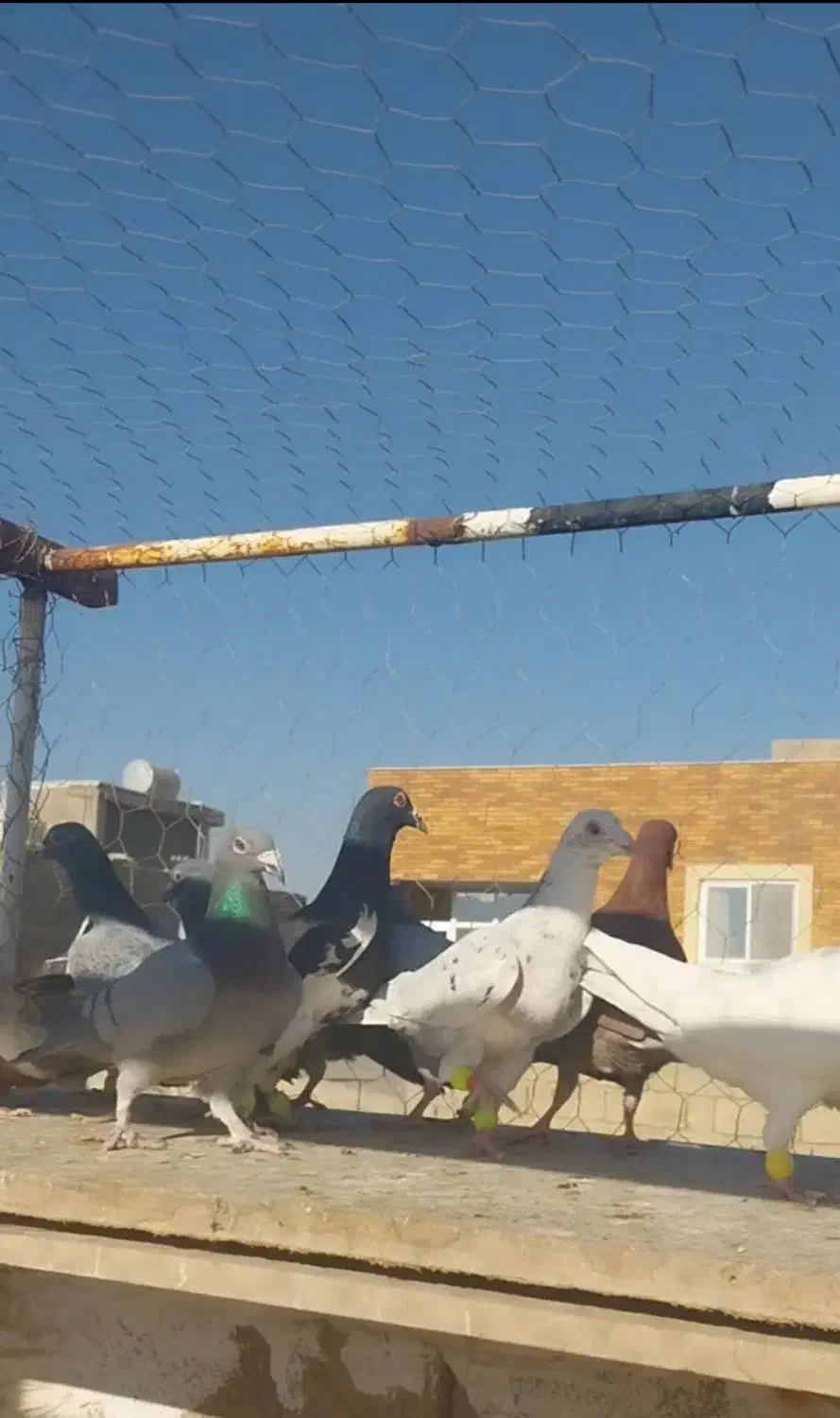 دسته کبوتر پلاکی نر|پرنده|پیر بکران, |دیوار