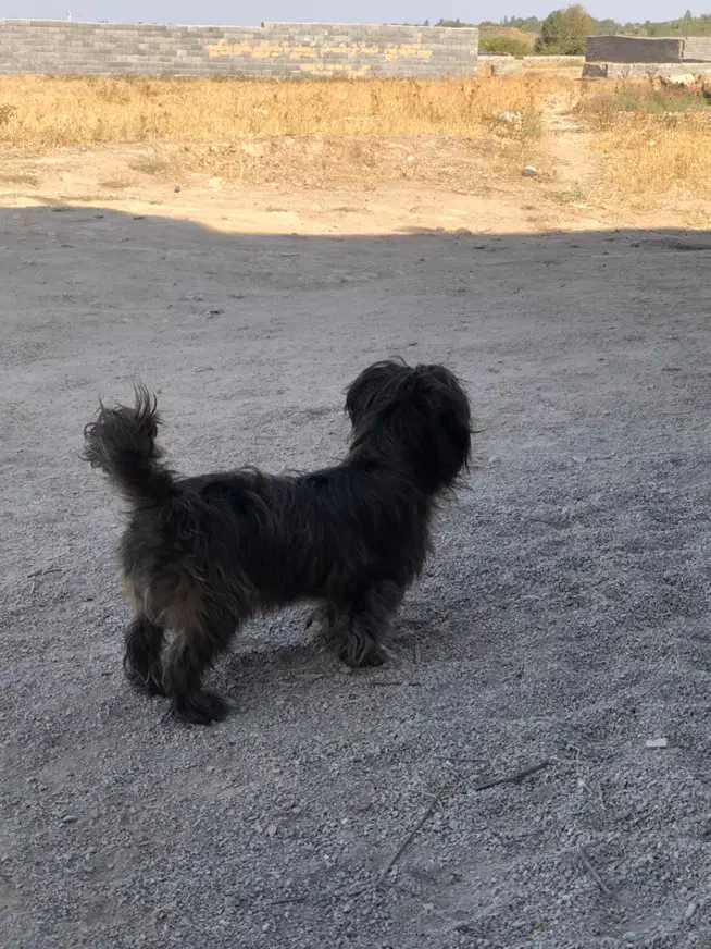 سگ پاکوتاه|سگ|آشخانه, |دیوار