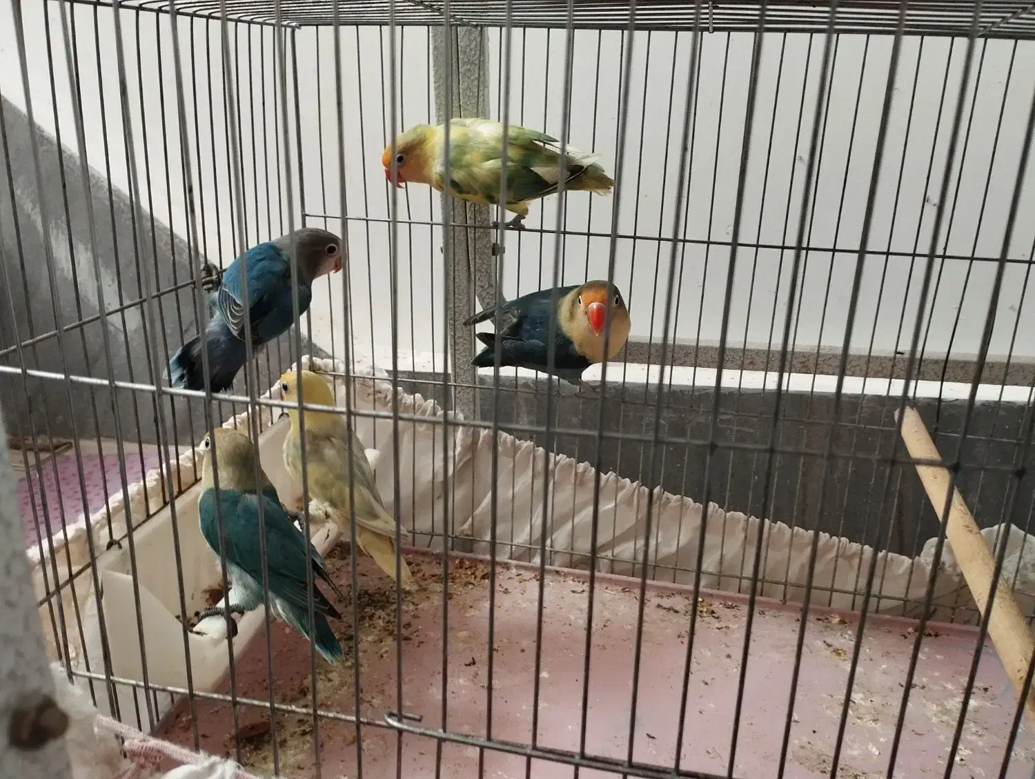 جفت مولد با جوجه|پرنده|قم, تولید دارو و یخچال|دیوار