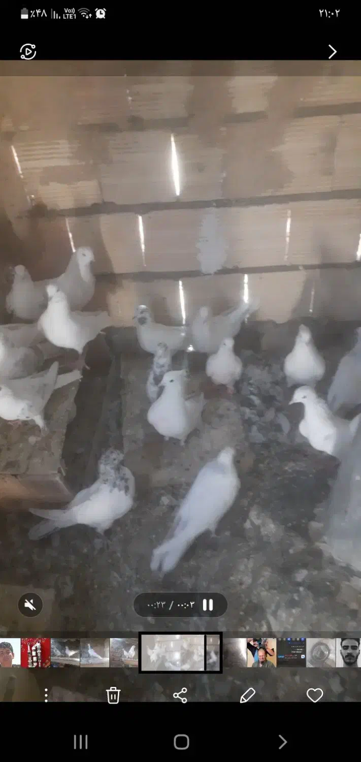 کبوتر سفید پرشی|پرنده|شازند, |دیوار