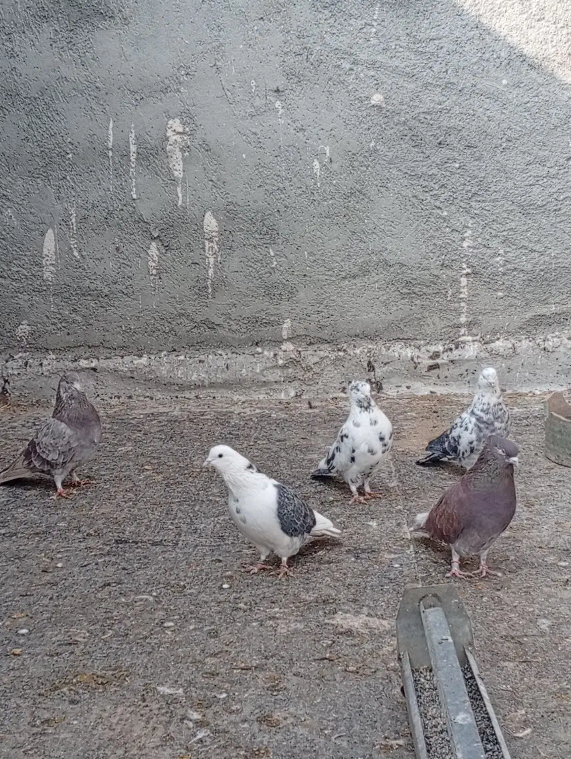 تعدادی کبوتر پرشی بفروش میرسد|پرنده|نقده, |دیوار