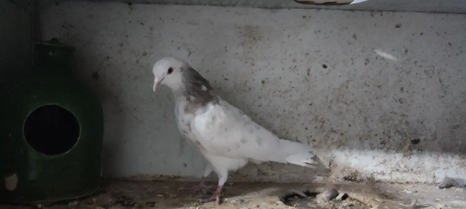 فروش فوری کبوترفیت|پرنده|سامان, |دیوار