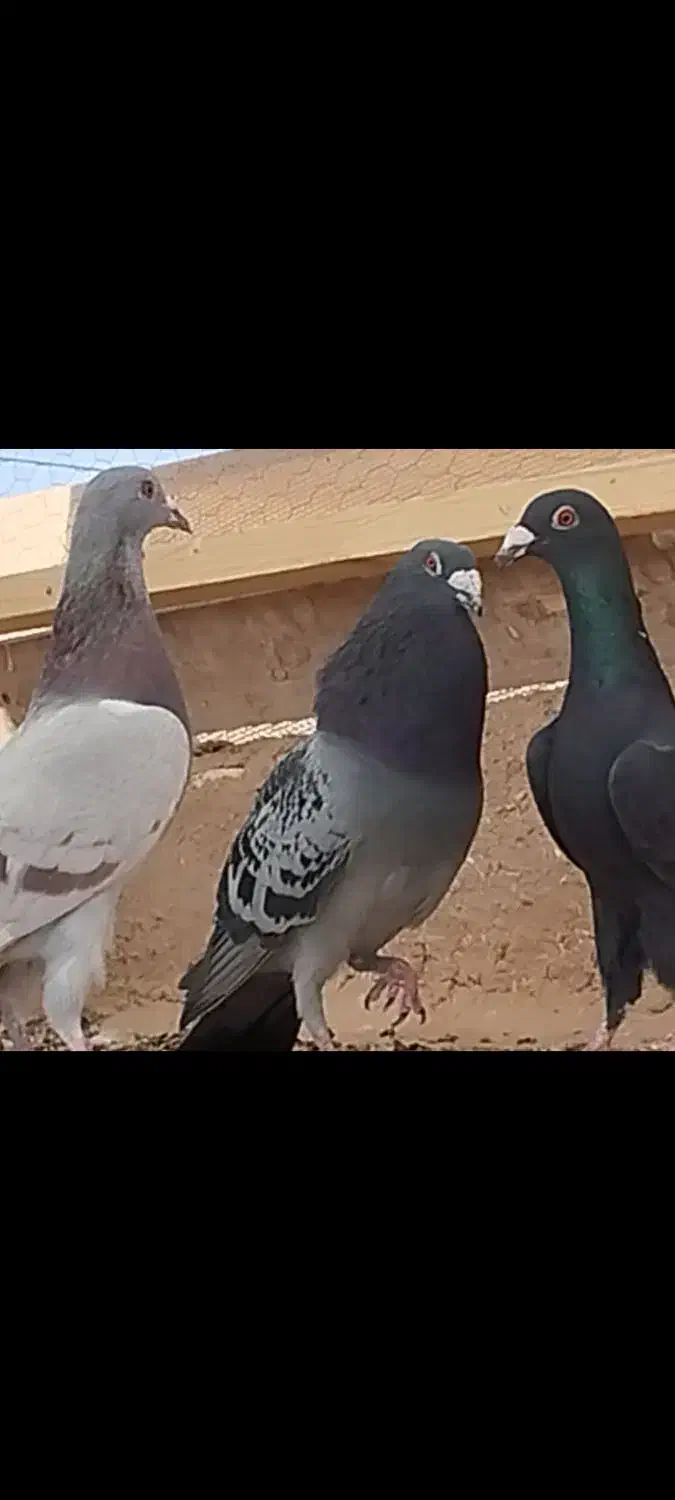 دسته 13تایی|پرنده|یزد, |دیوار