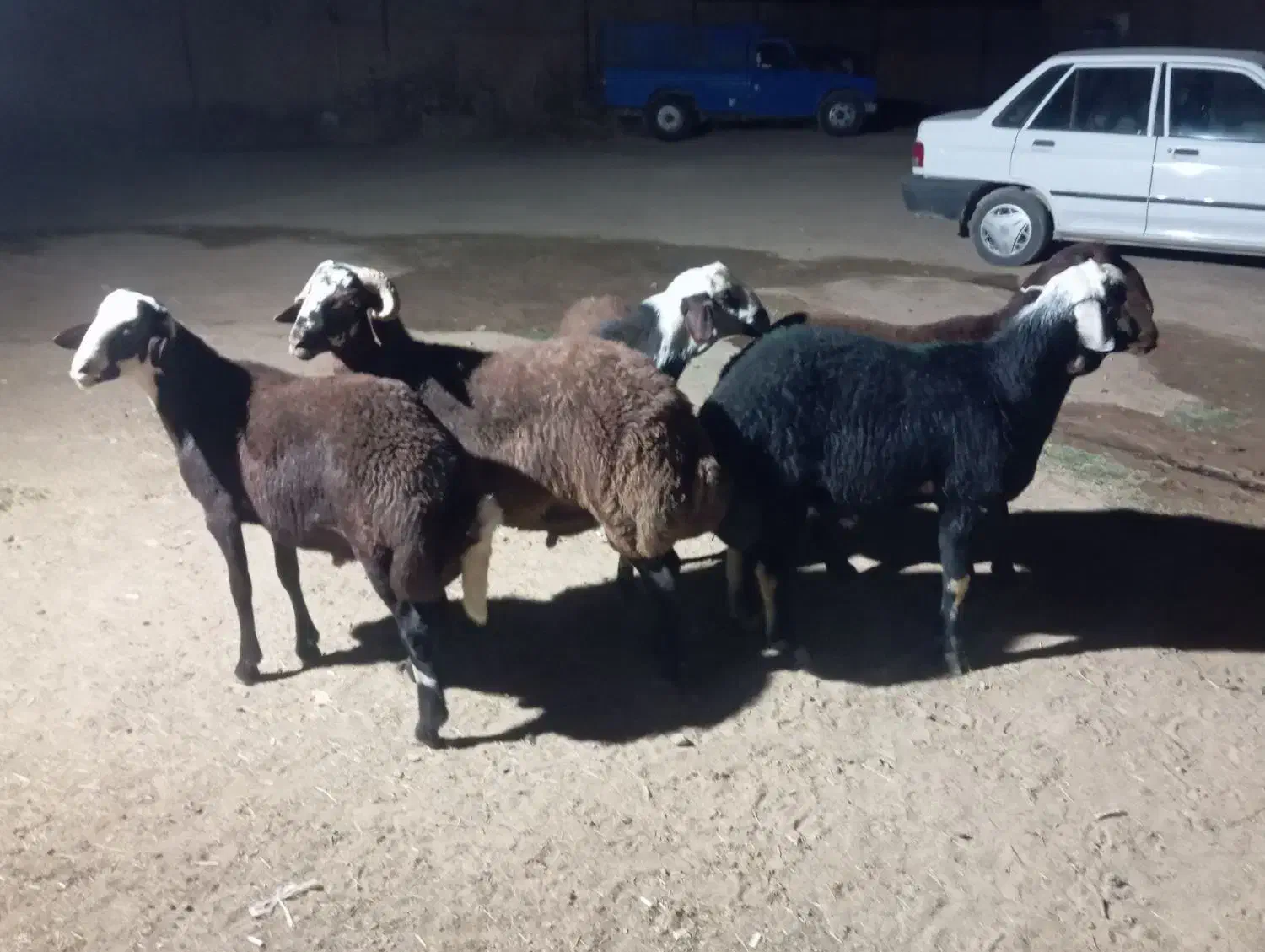 بره قوچ|حیوانات مزرعه|فرمهین, |دیوار