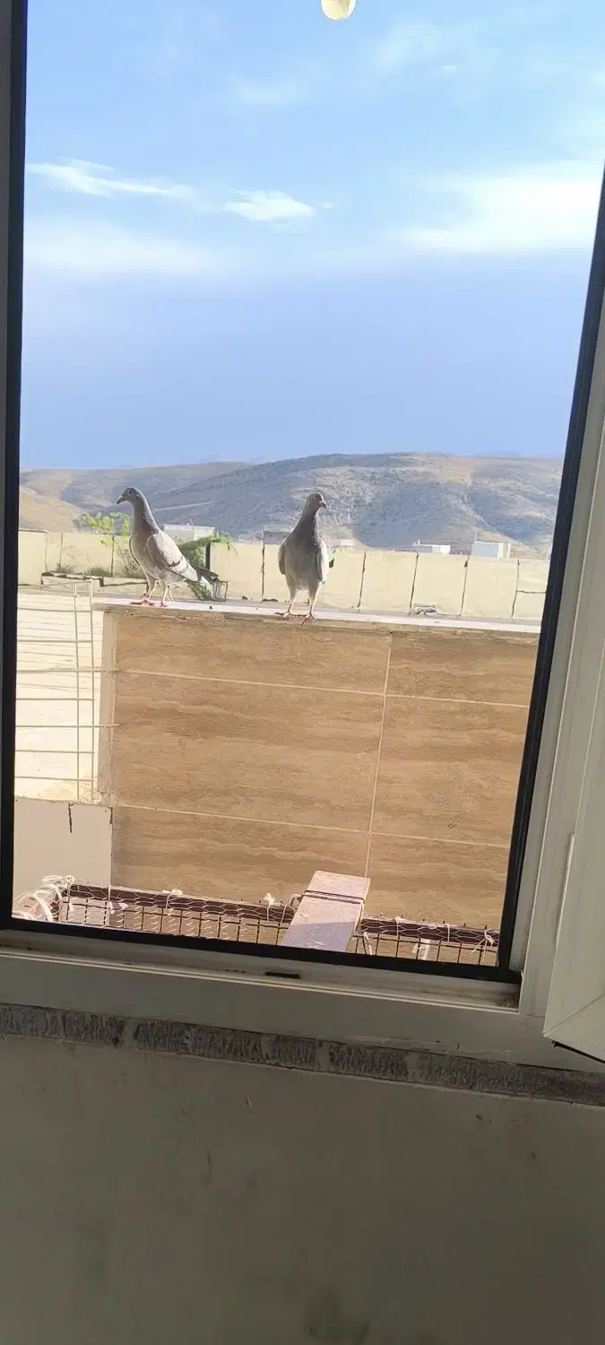 دو تا کبوتر پلاکی مسافتی قیمت توافقی|پرنده|مرودشت, ابوذر جنوبی|دیوار