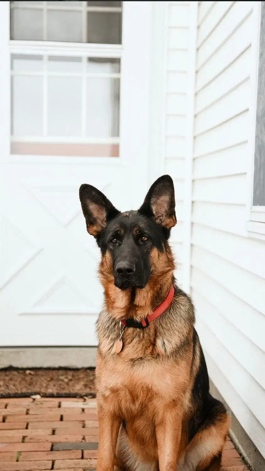 واگذاری سگ قبول میکنم البته رایگان|سگ|ایوان, |دیوار