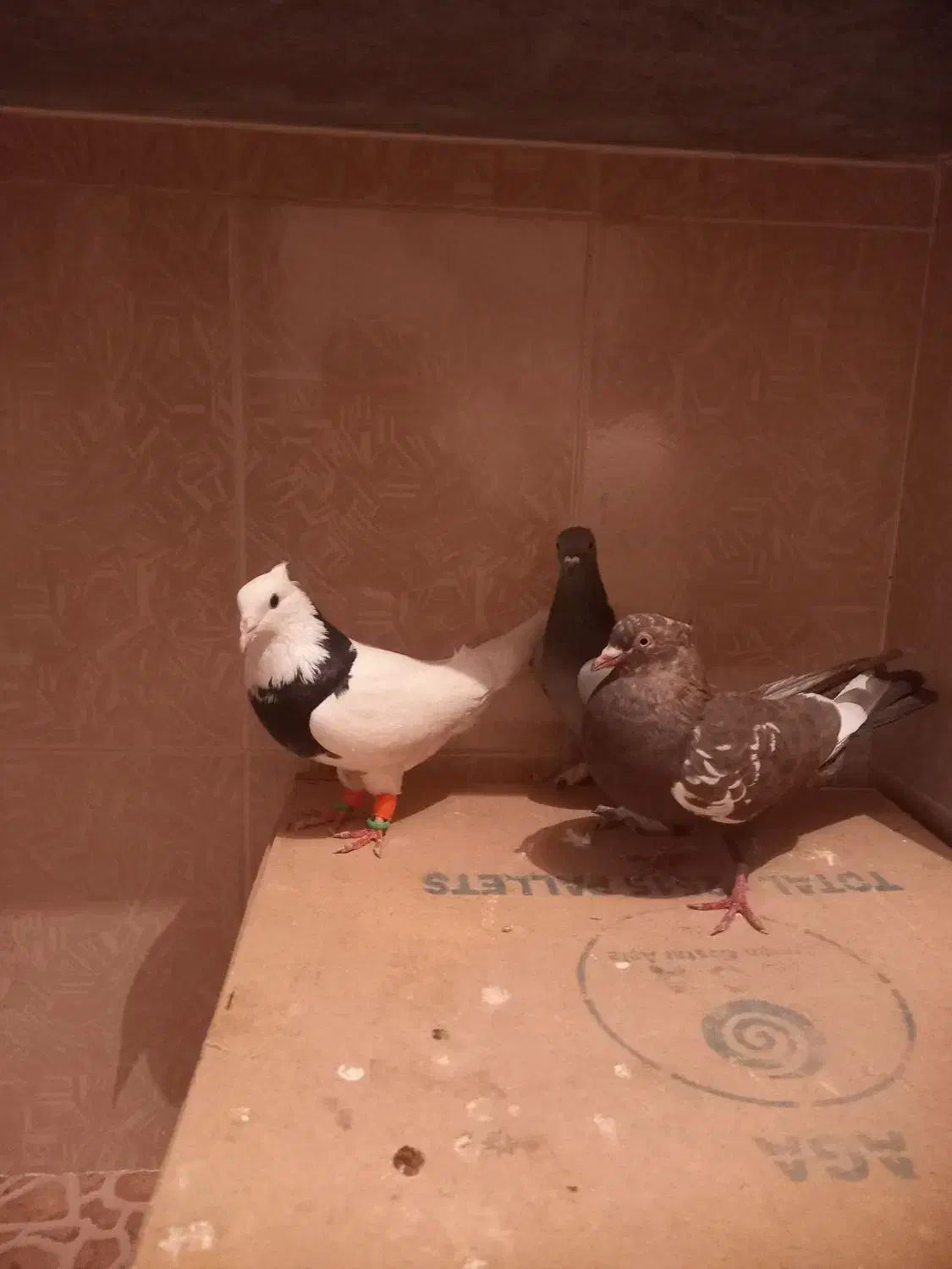 سه تا کبوتر قیمت خوب|پرنده|مرودشت, فرهنگ|دیوار