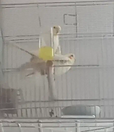 عروس هلندی مولد|پرنده|میاندوآب, |دیوار