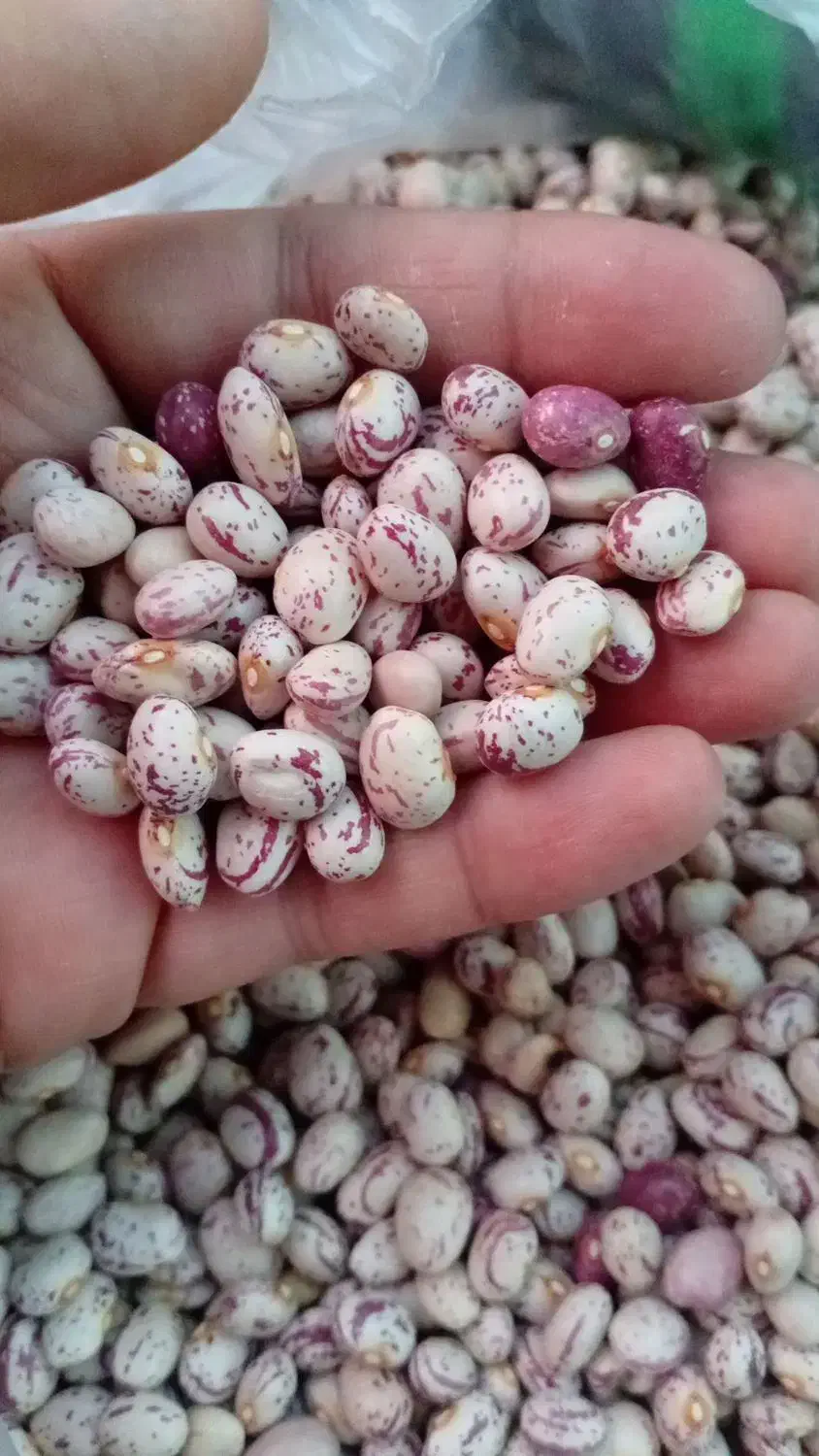 لوبیاچیتی|خوردنی و آشامیدنی|قیدار, |دیوار