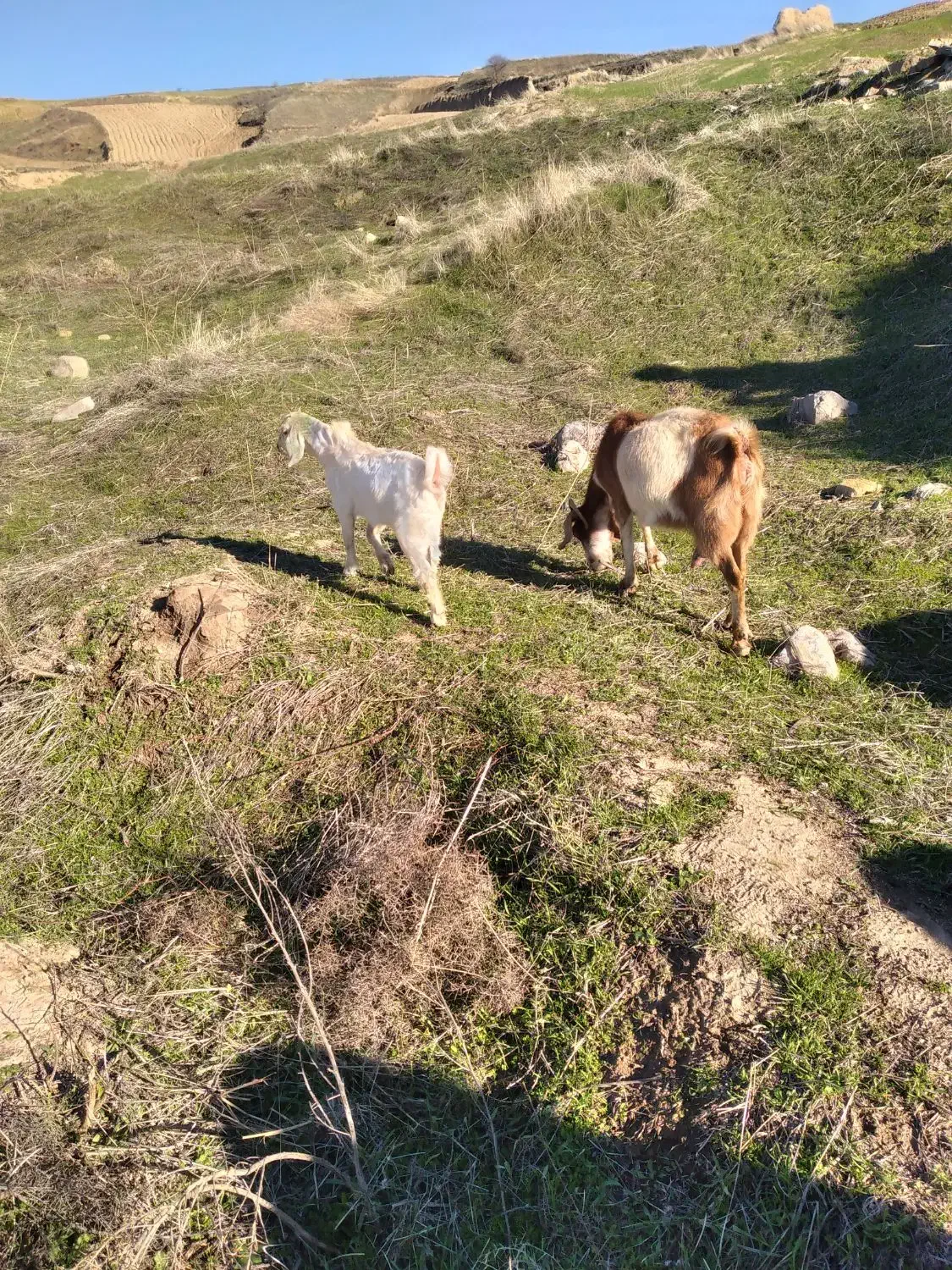 ۱۸۵۰۰۰۰۰۰|حیوانات مزرعه|گرمخان, |دیوار