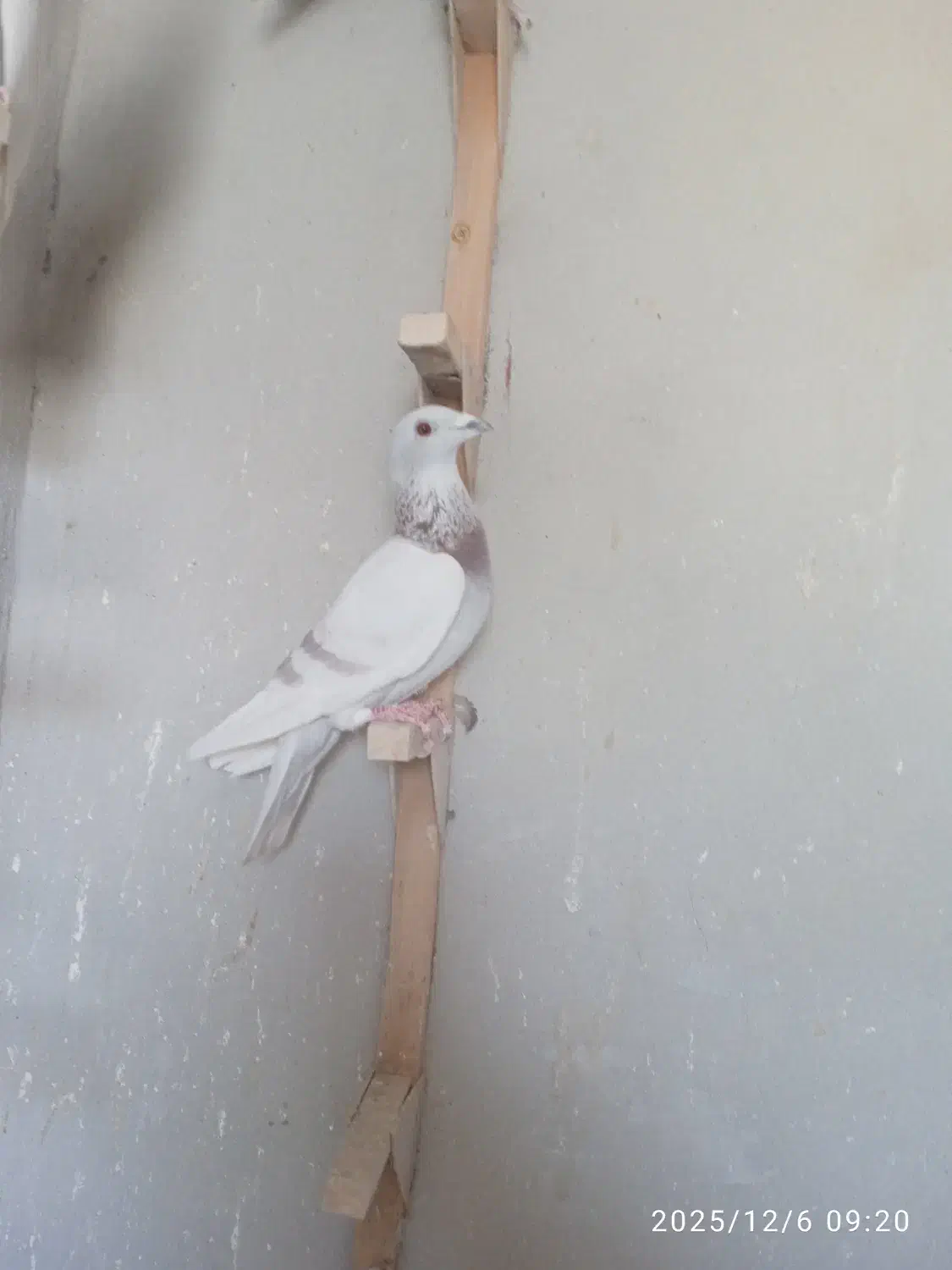 قوره ای پلاکی|پرنده|شیراز, حومه شیراز|دیوار