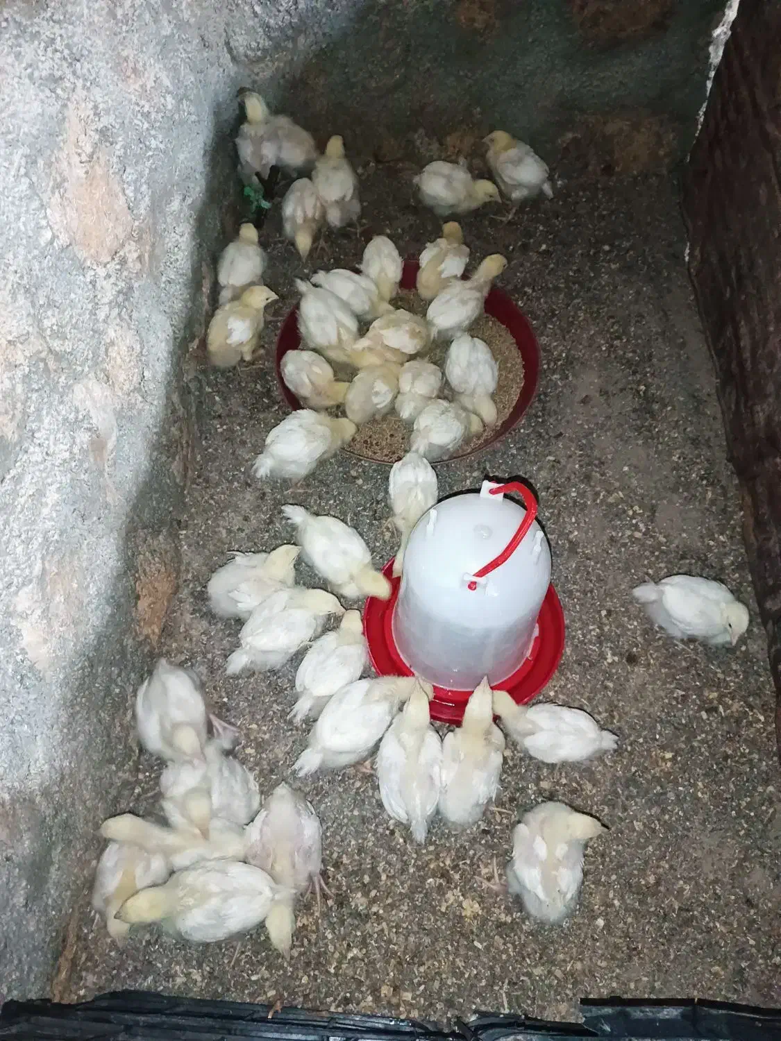 جوجه گوشتی ۱۴روزه|حیوانات مزرعه|سرپل ذهاب, |دیوار