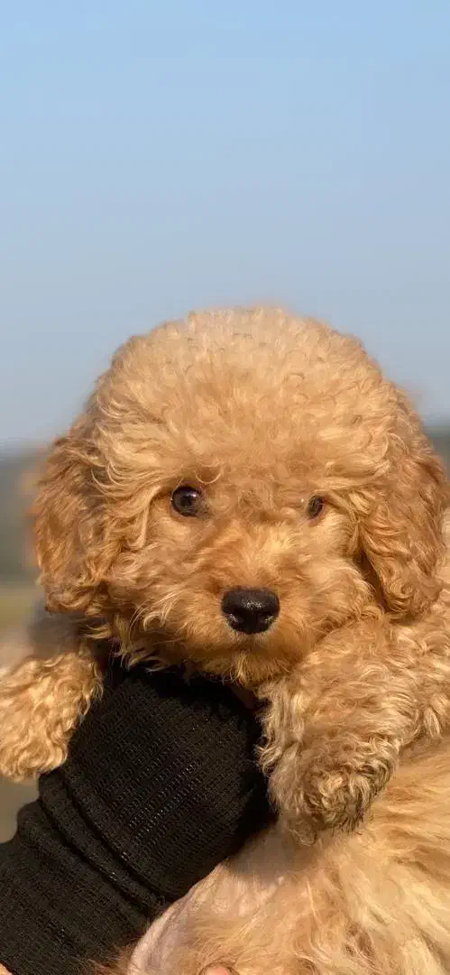 واگذاری سگ پودل اصیل نَر ۲ماهه|سگ|رشت, سلیمانداراب|دیوار