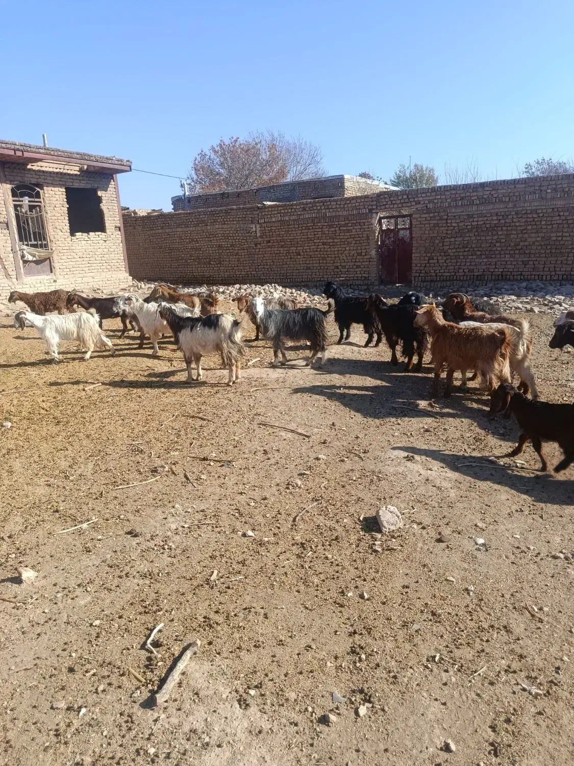 بز بزغاله|حیوانات مزرعه|همدان, |دیوار