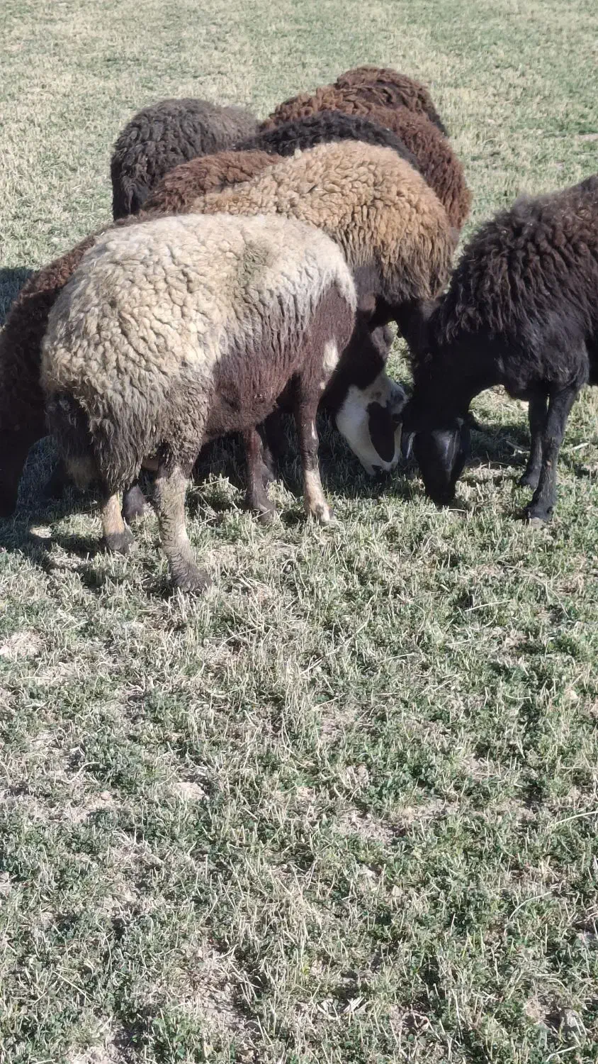 فروش میش بدون بره|حیوانات مزرعه|خنداب, |دیوار