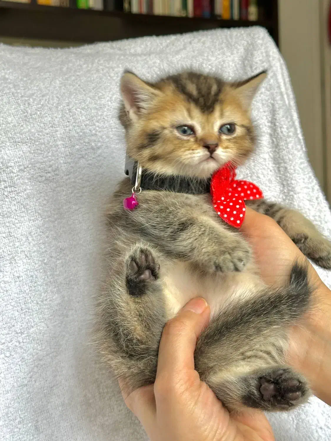 بریتیش ny 25|گربه|کرج, فاز ۱ مهرشهر|دیوار