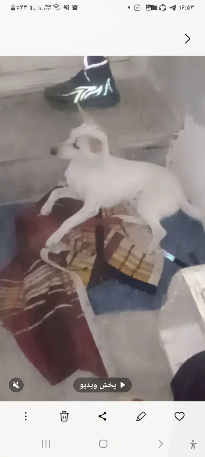 یک عددسگ|سگ|گرگان, |دیوار