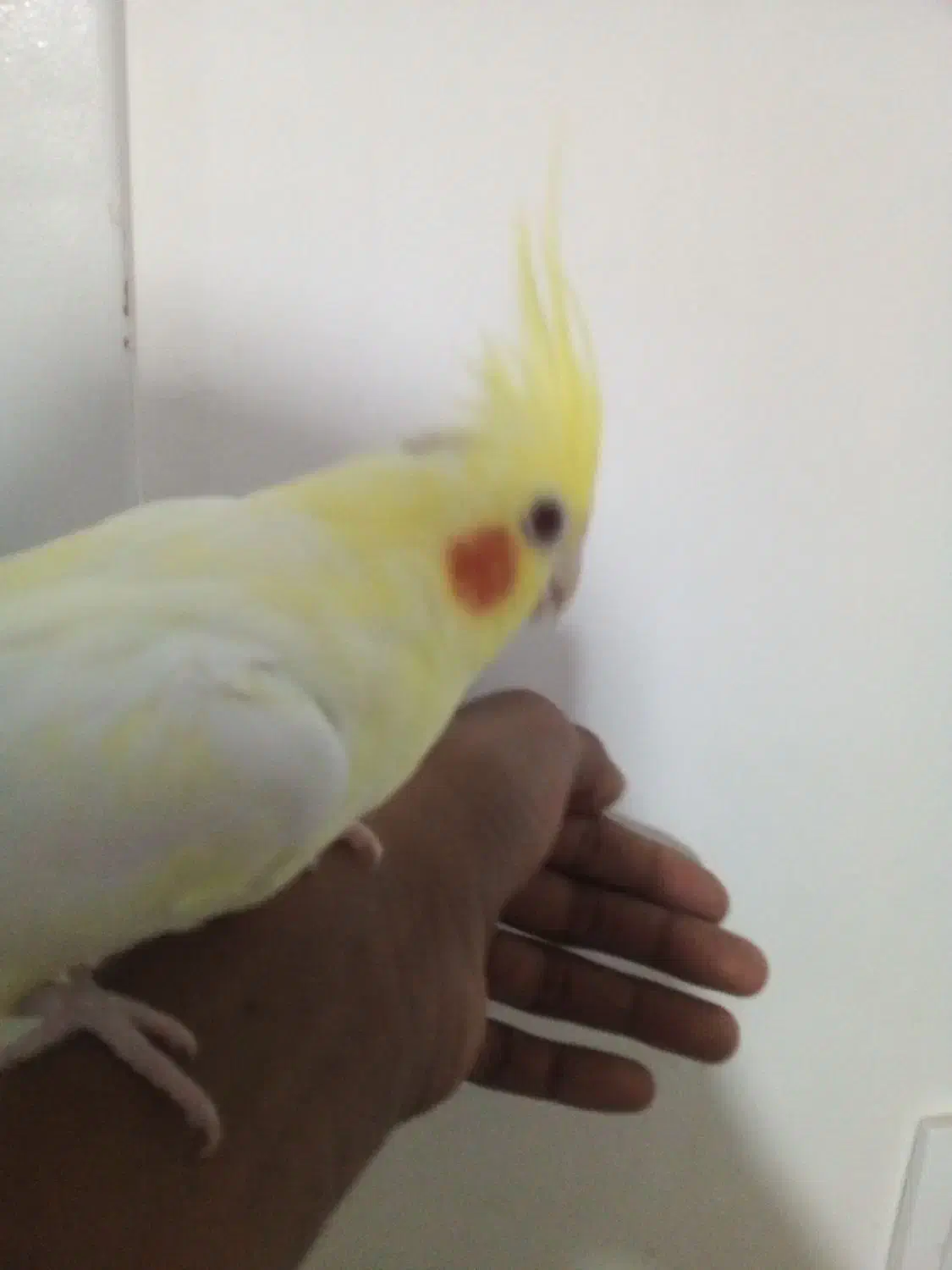 عروس هلندی نر و ماده|پرنده|فومن, |دیوار