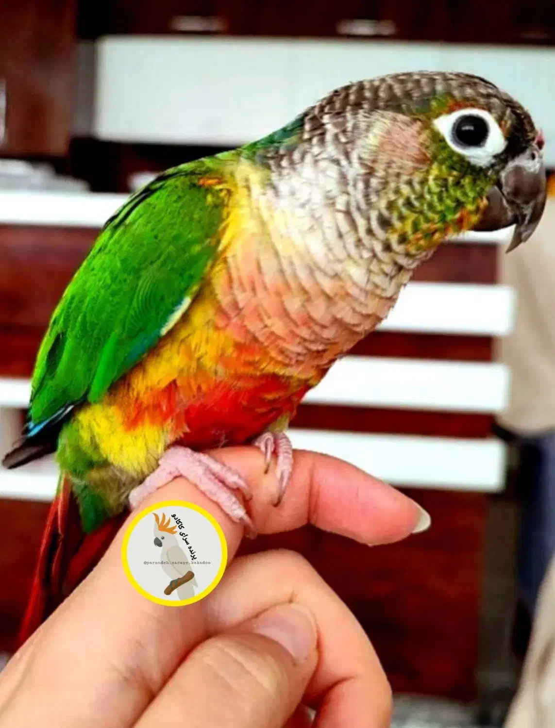 فروش انواع پرنده و لوازم درفروشگاه کاکادو سنندج|پرنده|سنندج, |دیوار