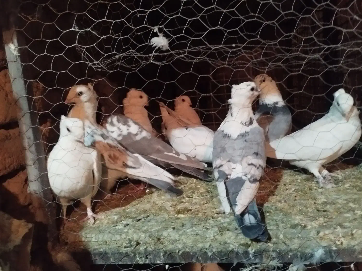 بلژیکی سفید موشی فر|پرنده|یزد, |دیوار