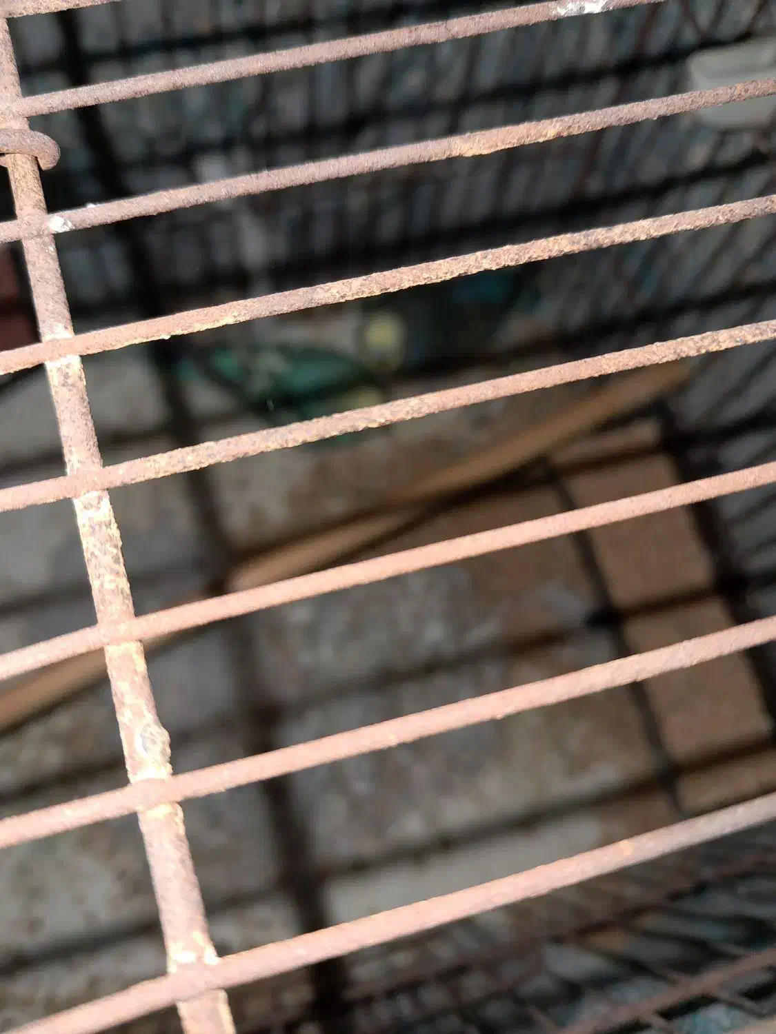 یک جفت مرغ عشق سالم|پرنده|قم, نخودی|دیوار