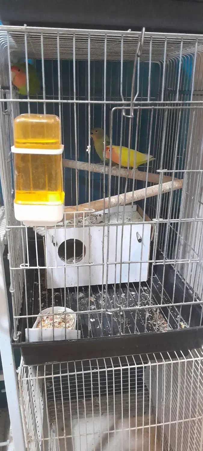 جفت عروس کوتوله|پرنده|مشهد, چهارچشمه|دیوار