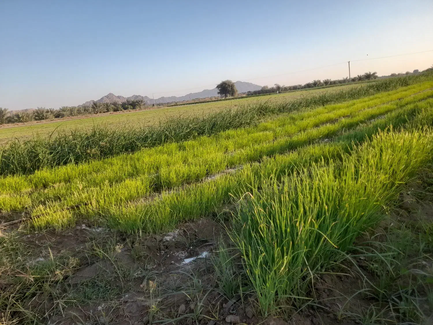 ۲کیلو نشا  پیاز زرد فروشی|گل و گیاه طبیعی|عنبرآباد, |دیوار