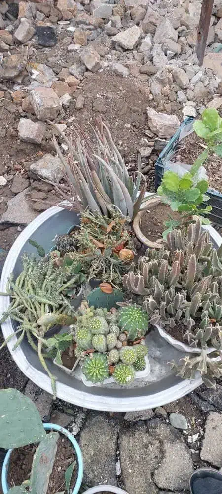 گل و کاکتوس یکجا و به صورت تکی به فروش میرسد|گل و گیاه طبیعی|خوی, |دیوار