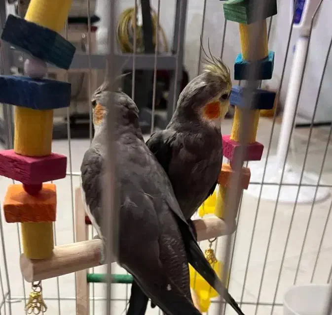 یک جفت عروس هلندی نر و ماده|پرنده|پارسآباد, |دیوار