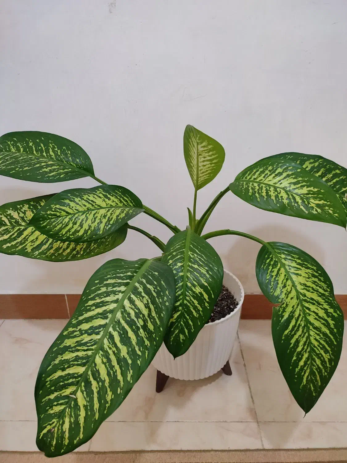 گل دیفن|گل و گیاه طبیعی|رشت, آب و برق|دیوار