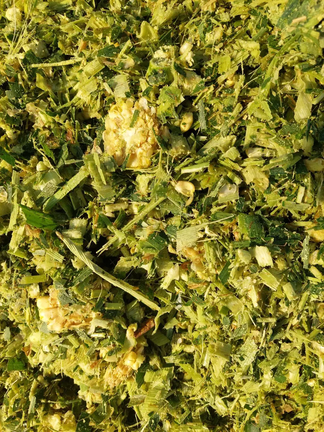 ذرت علوفه ای بسته بندی شده دان دار|عمده‌فروشی|کامیاران, |دیوار