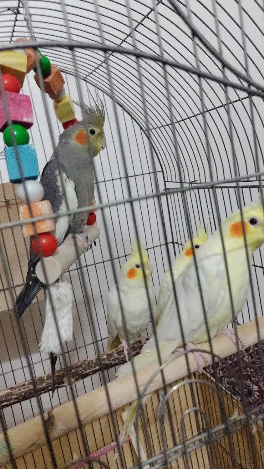 فروش عروس هلندی|پرنده|ابریشم, |دیوار