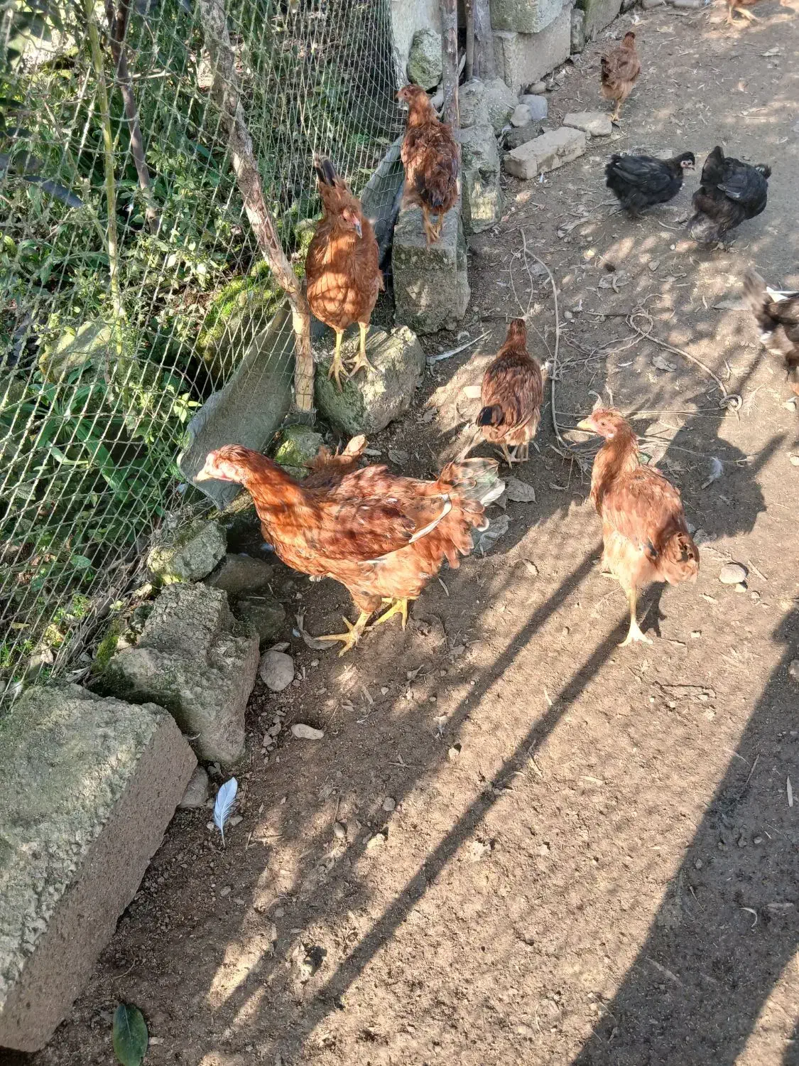 غاز ،مرغ و خروس|حیوانات مزرعه|رودسر, |دیوار