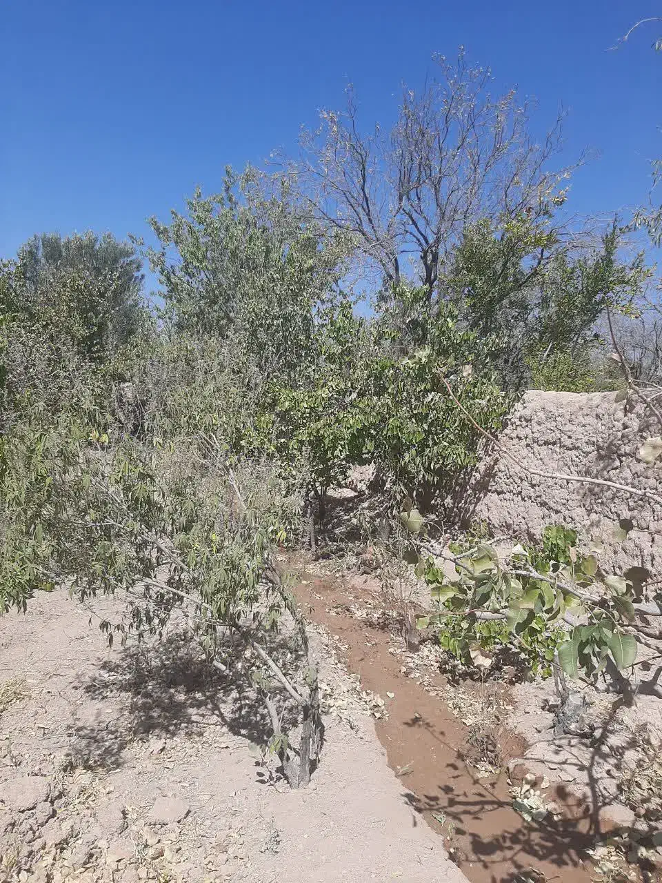 باغ میوه|فروش خانه و ویلا|گاریزات, |دیوار