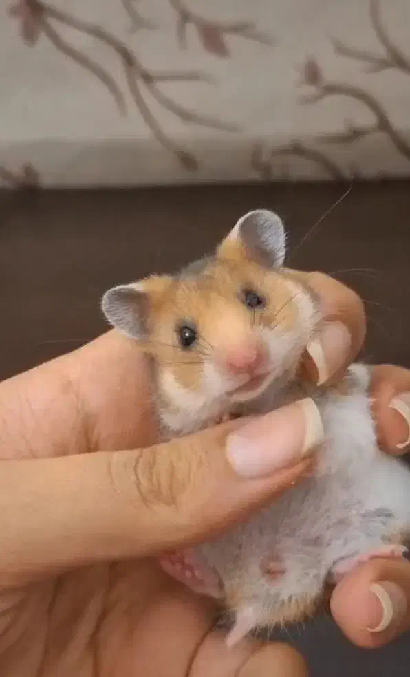 همستر ماده همراه با قفس|موش و خرگوش|فردیس, سرحدی|دیوار