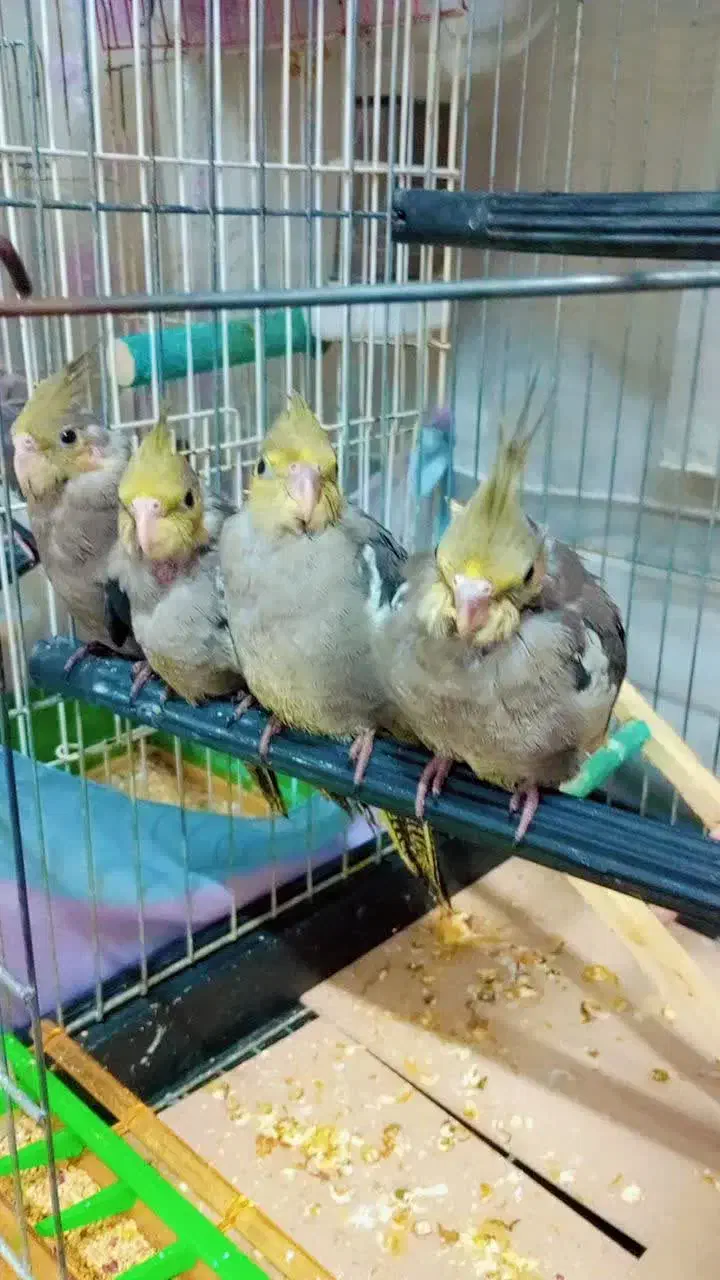 عروس هلندی ۵۰۰تومن|پرنده|قم, آزادگان|دیوار
