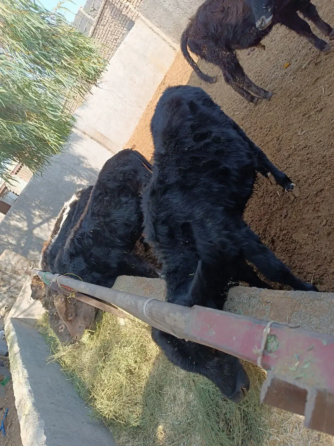 گوساله لاغردورگکوردی سیاهمال میاندوآب|حیوانات مزرعه|پیشوا, |دیوار