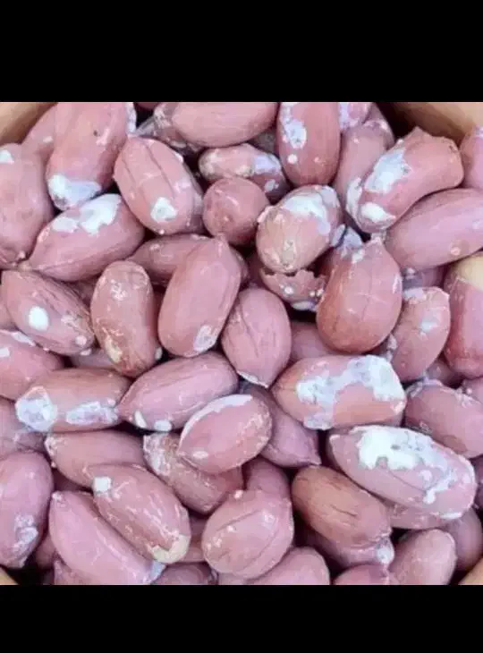 بادام زمینی آستانه اشرفیه|خوردنی و آشامیدنی|تهران, جمهوری|دیوار