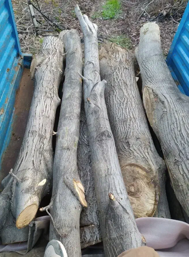 خریدار درخت خشک|خدمات باغبانی و درختکاری|سنندج, |دیوار