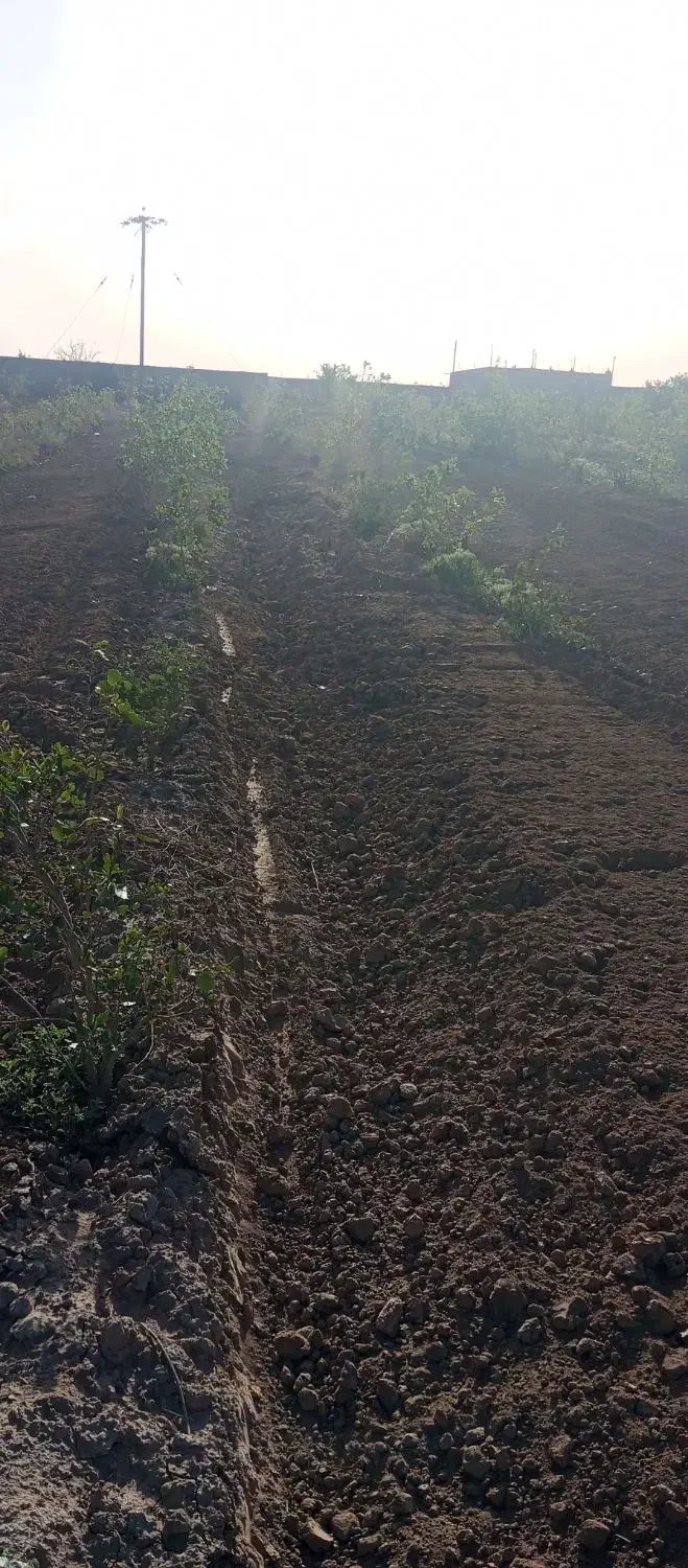 باغ پسته بینالود 3000متر 50دقیقه آب چاه|فروش دفتر صنعتی، کشاورزی، تجاری|ملک‌آباد, |دیوار