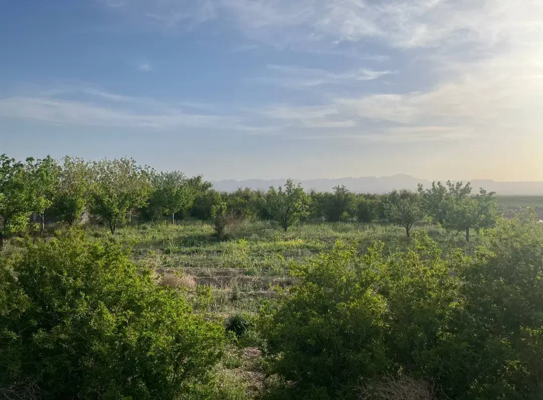 فروش ۲ ساعت آب چاه به همراه باغ|فروش خانه و ویلا|خواف, |دیوار